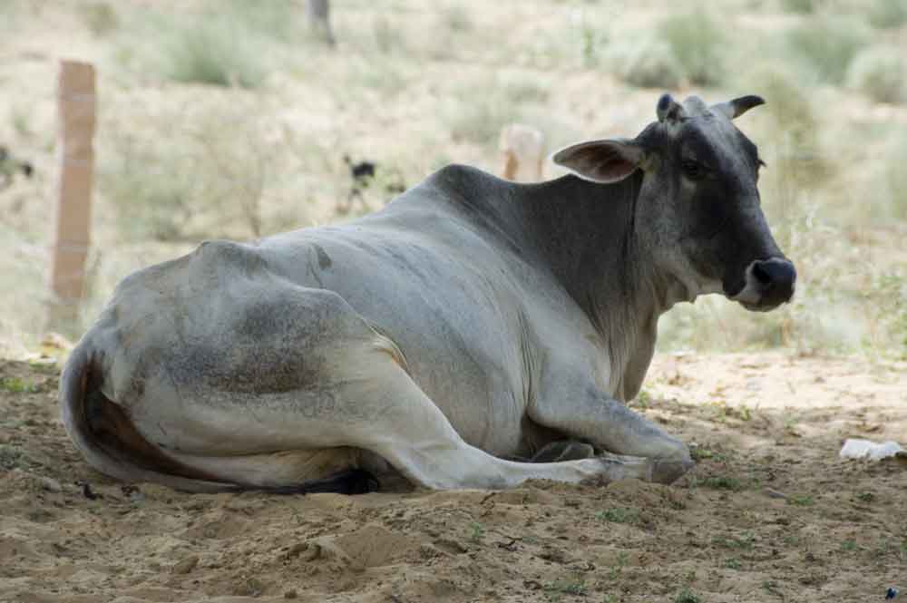 Vaca - India 1.jpg